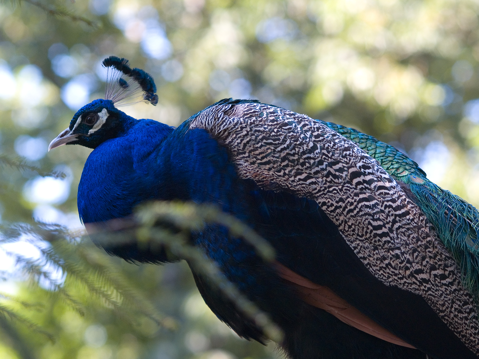 Jual anakan Merak Biru Jinak